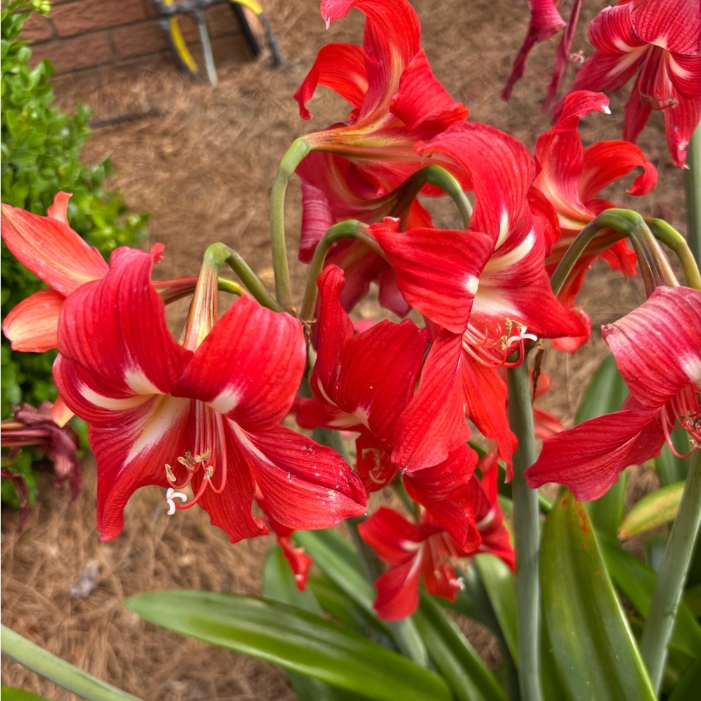 Four amaryllis bulbs, orange and white, pink and white and two red and white. - Picture 5 of 5